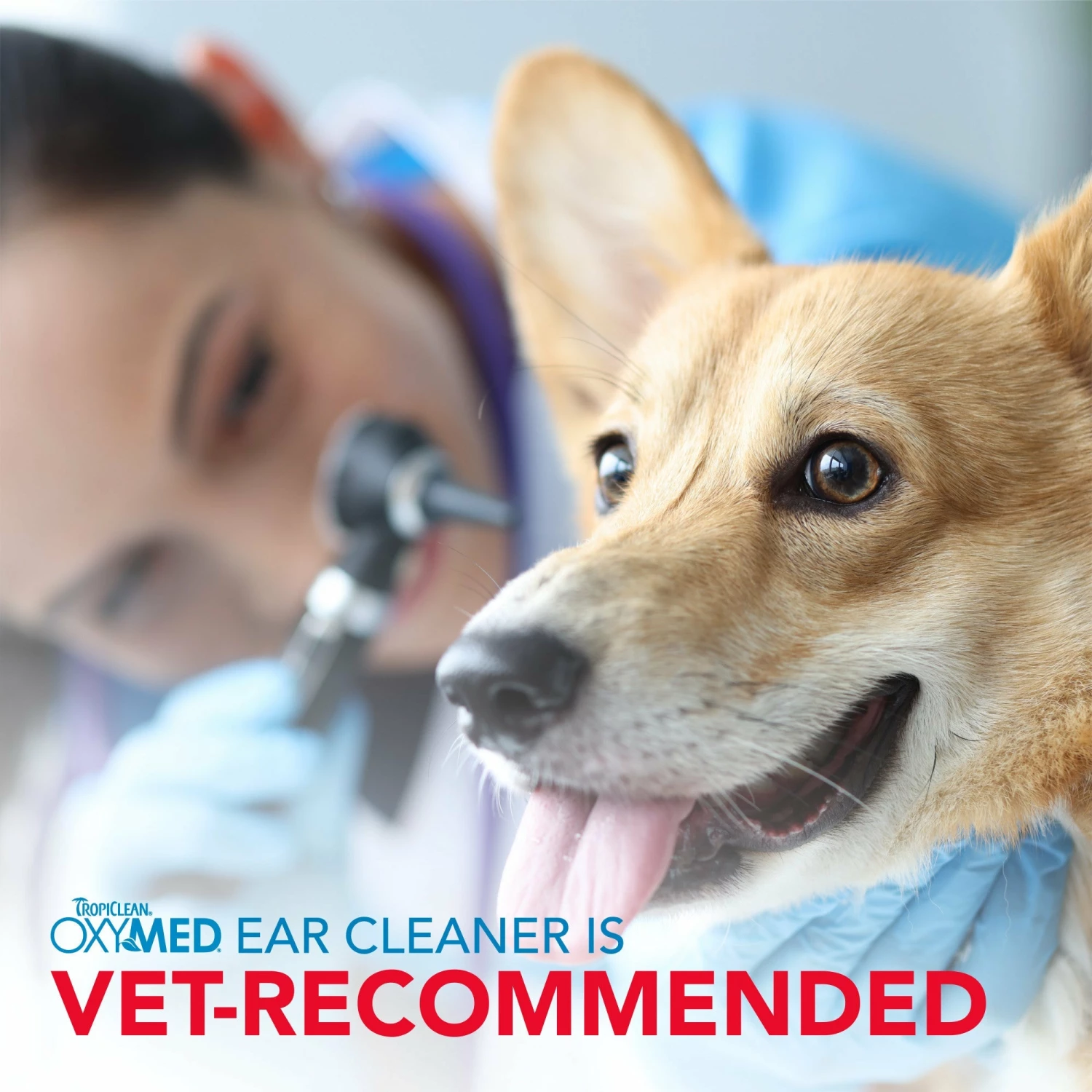 Tropiclean OxyMed Ear Cleaner-Gallon 4 Tropiclean OxyMed Ear Cleaner-Gallon - Image 2